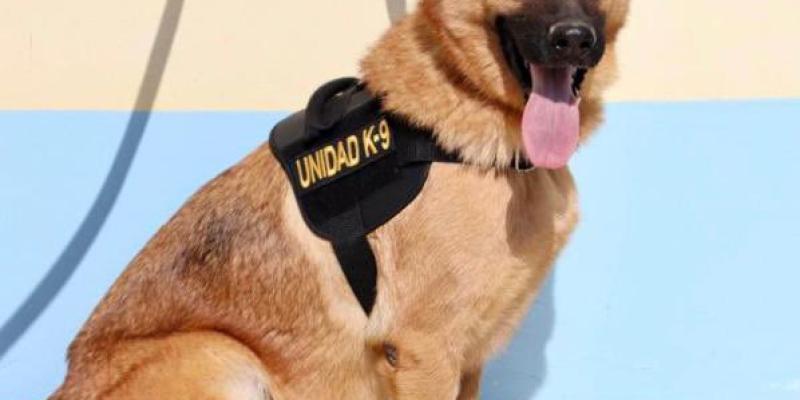 Rinden homenaje póstumo al agente canino Rexis