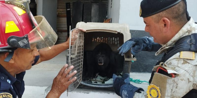 Diprona continúa con el rescate de especies de la vida silvestre en el país