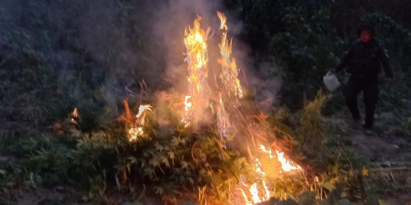 Erradican marihuana valorada en más de Q2 millones