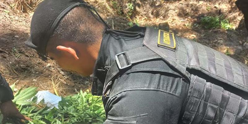 Erradican plantaciones ilícitas en Alta Verapaz y Totonicapán