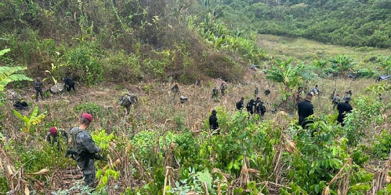 Ejército de Guatemala erradicó 6 millones de arbustos de coca en lo que va del 2023.