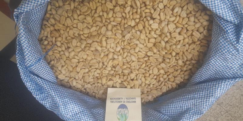 MAGA entrega semilla certificada tolerante a la roya