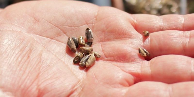 CONAP maíz silvestre