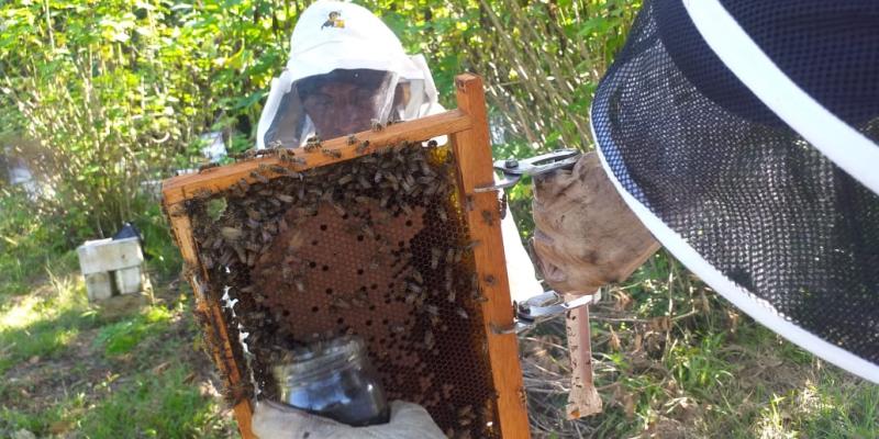 Guatemala busa incrementar la producción de miel 