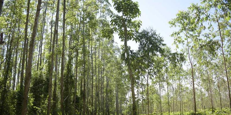 723 mil hectáreas de plantaciones forestales
