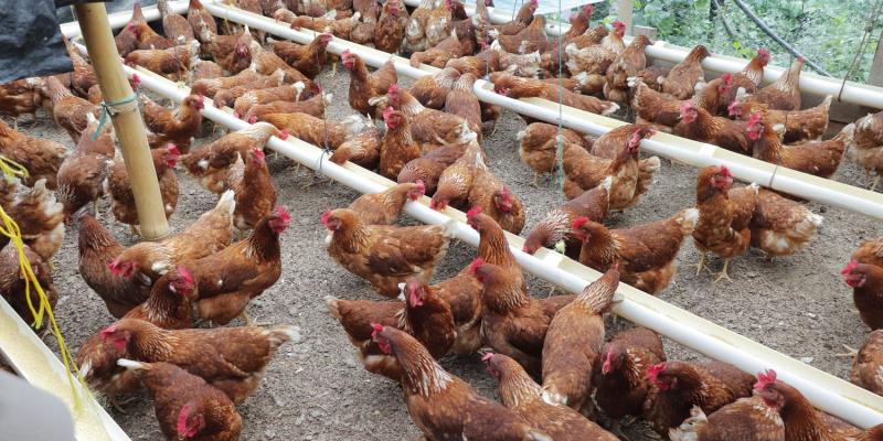 Fortalecen medidas contra la influenza aviar