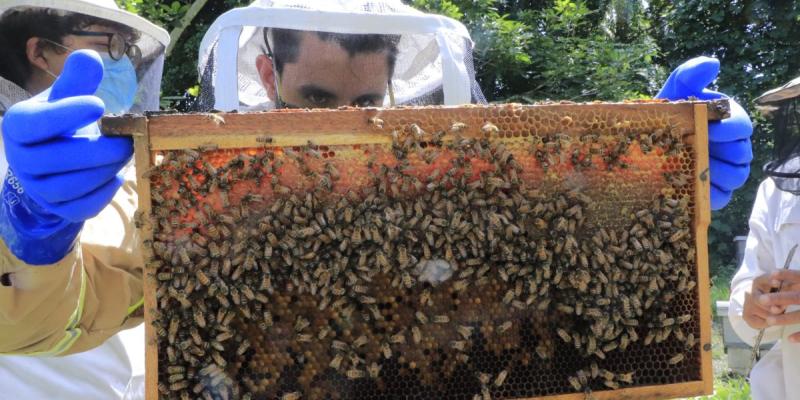 Guatemala busca incrementar la producción de miel