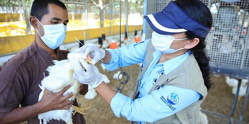 Reforzamos vigilancia de aves en Suchitepéquez