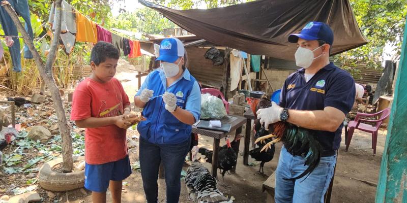 Optimizan vigilancia sanitaria avícola de Suchitepéquez 