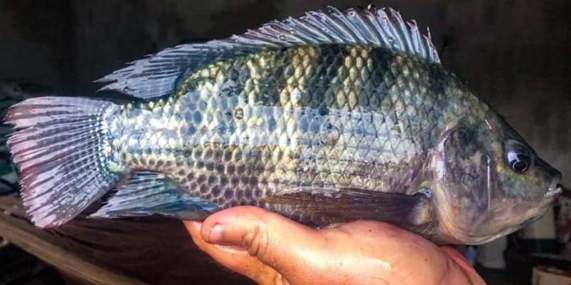 Productores buscan aumentar producción de tilapia