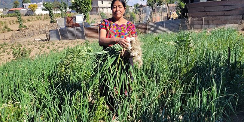 Productores de cebolla reciben semilla híbrida para sus siembras