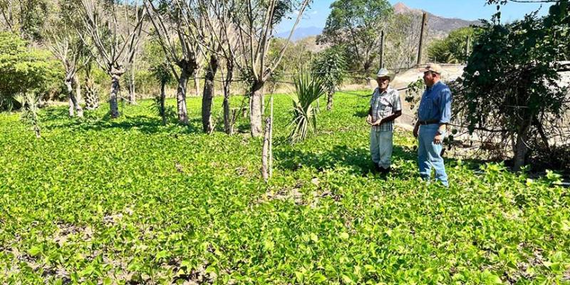 Promueven el desarrollo rural en Chiquimula por medio de asistencia técnica