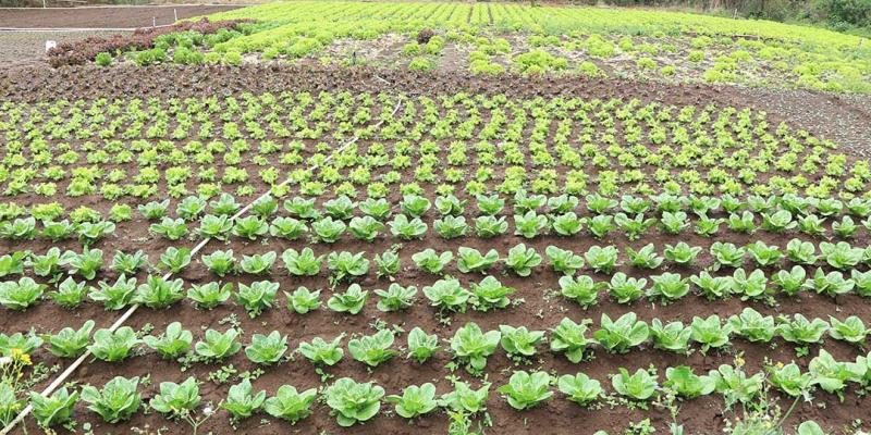 Recomendaciones para cuidar cultivos y animales por incendio