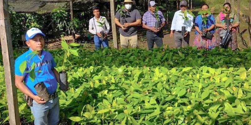 Trabajan para mejorar cosecha de cacao petenero