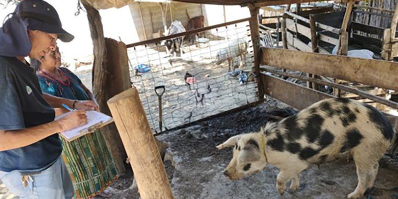Realizan vigilancia porcina en Sumpango