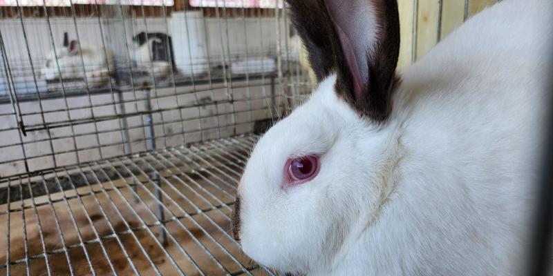 Aprenda de la crianza y manejo de conejos