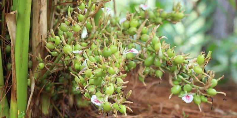 Cardamomo delicia aromática de Petén para el mundo