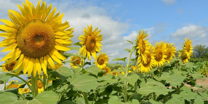 Cooperativa avanza convertirse en exportadora de flores