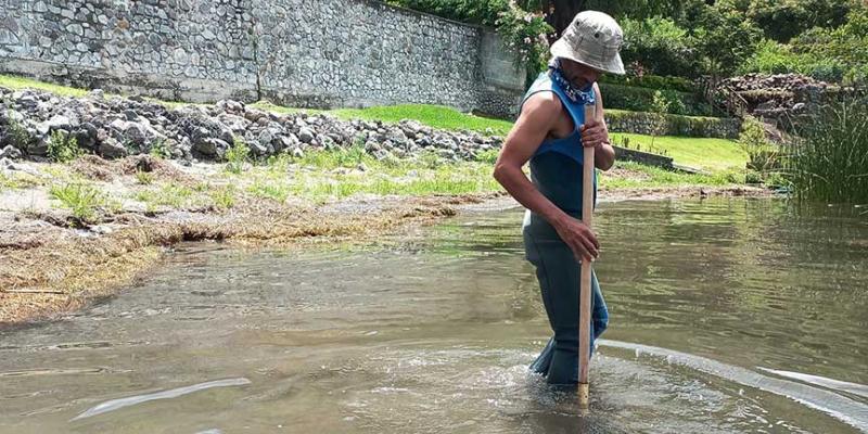 El tul oxigena al lago de Atitlán