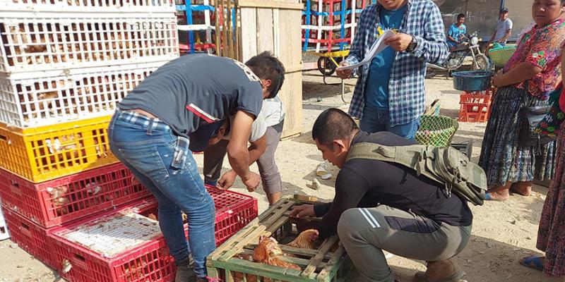 Entregan gallinas ponedoras y equipamiento avícola en Panzós