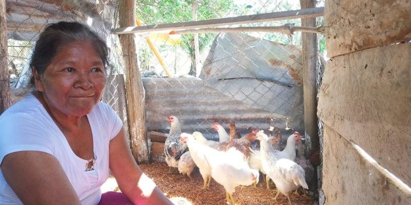 Fortalecen producción avícola en Petén