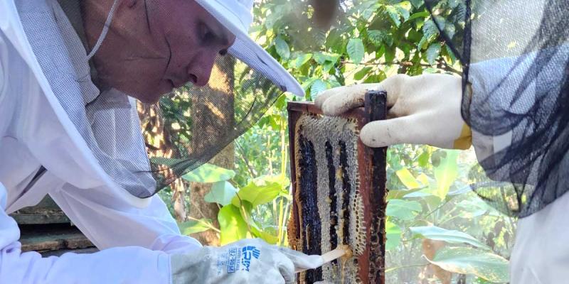 Fortalecen acciones para garantizar la inocuidad de la miel y generar una producción segura