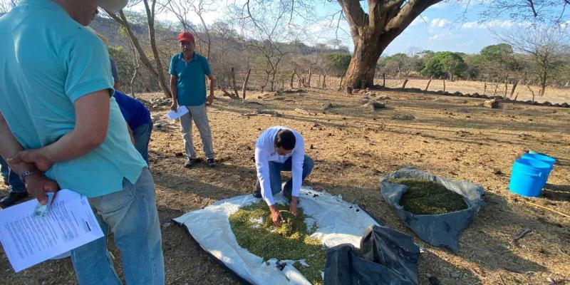 Ganaderos aprenden cómo alimentar a sus bovinos en la época seca
