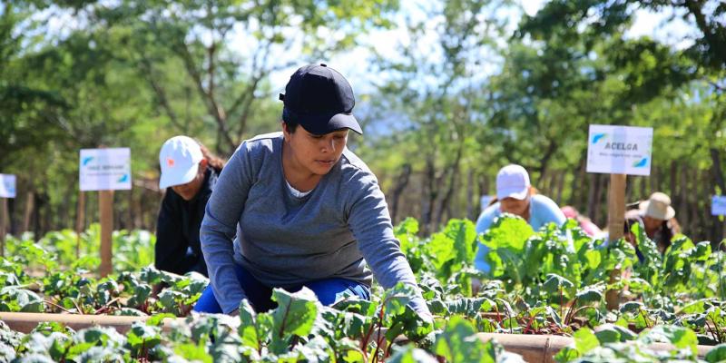 Guatemala agradece apoyo técnico de la FAO