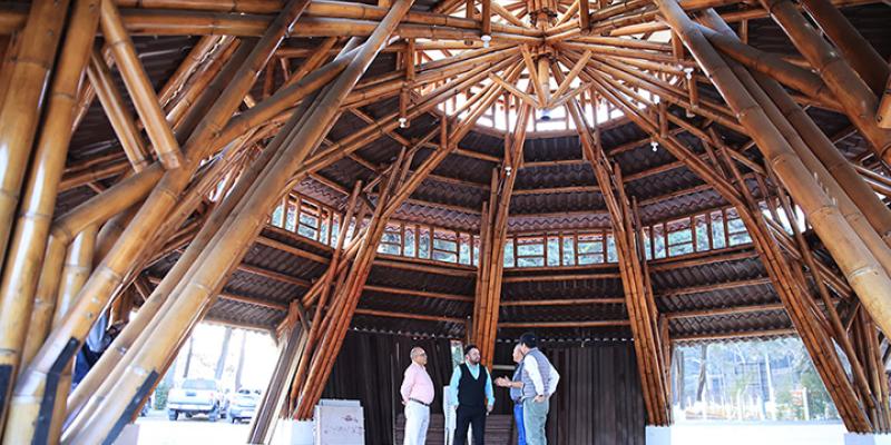 Impulsarán producción del bambú con tecnología y asistencia técnica