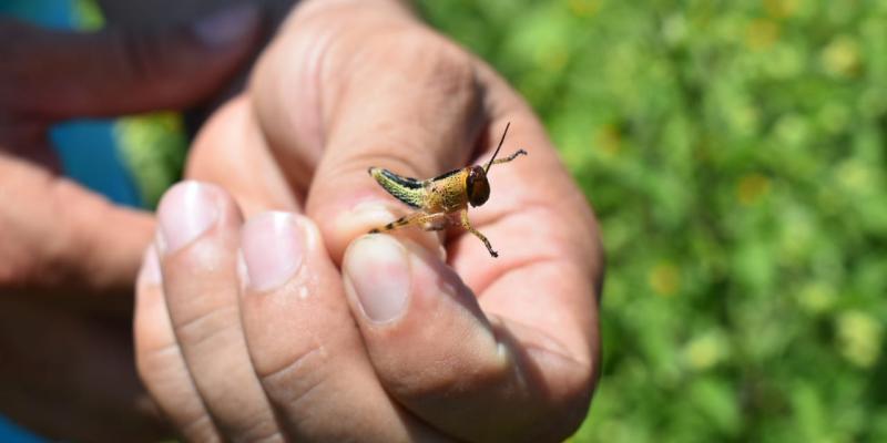 Mantienen vigilancia por langosta voladora