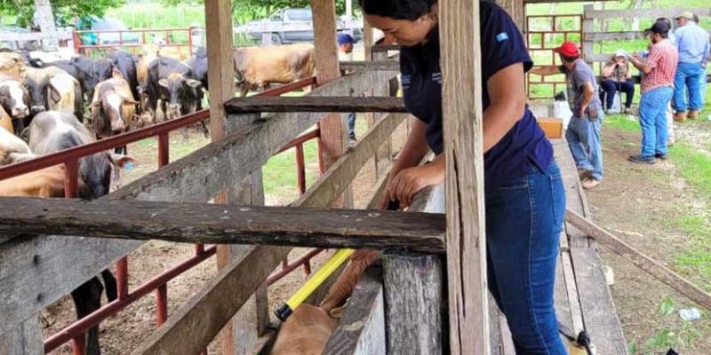 Mayores oportunidades de exportación de ganado en Petén