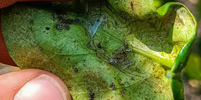 Monitorean plantaciones de limón en Petén