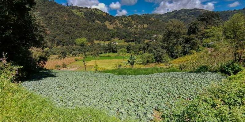 Precauciones en la agricultura por temporada cálida