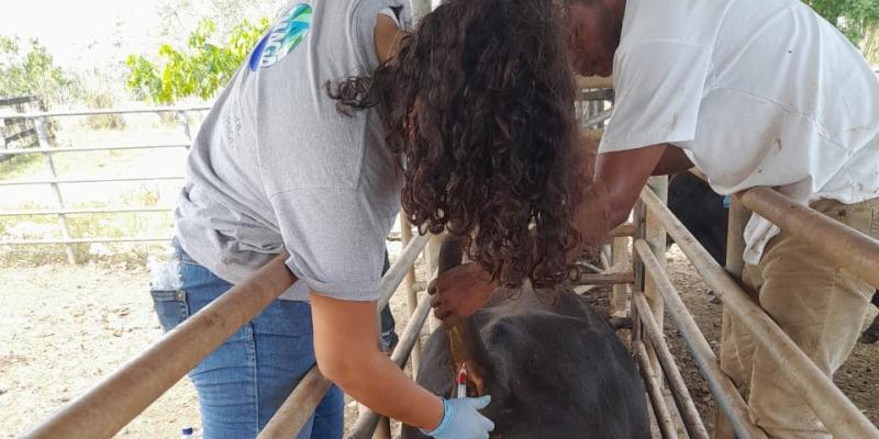 Previenen enfermedades bovinas en Petén