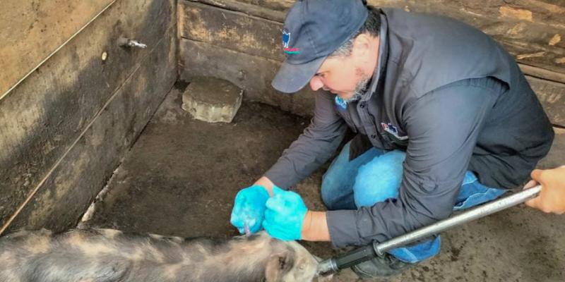 Producción porcina se fortalece en Sumpango, Sacatepéquez  