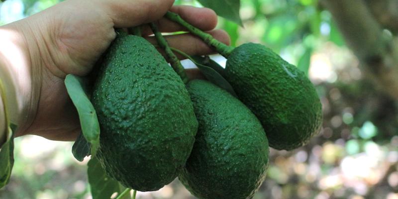 Productores de aguacate Hass resaltan éxito de feria de negocios