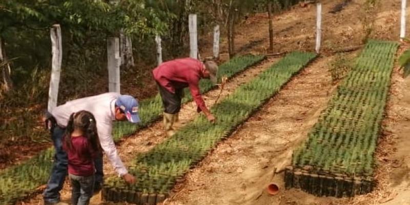 Promueven el incremento de la producción de fuentes de agua y zonas de recarga hídrica