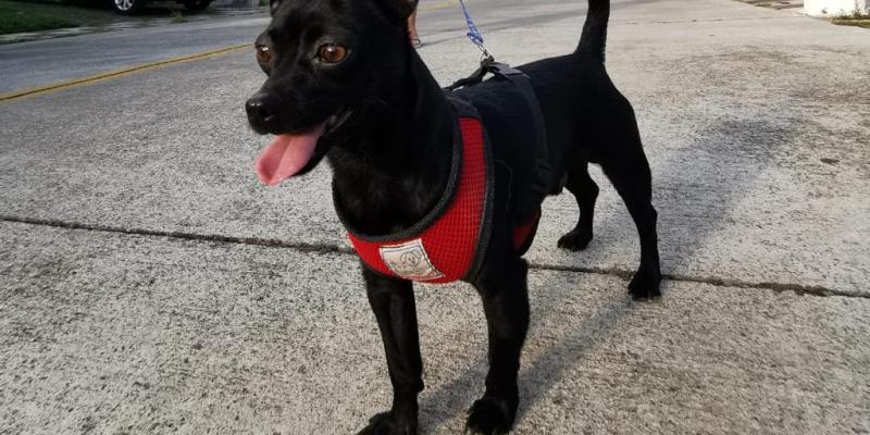 Proteja sus mascotas en la época calurosa