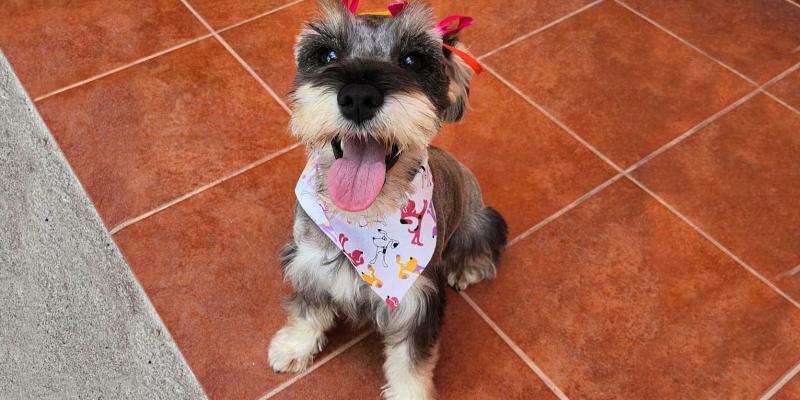 Recomendaciones si sale de vacaciones con su mascota