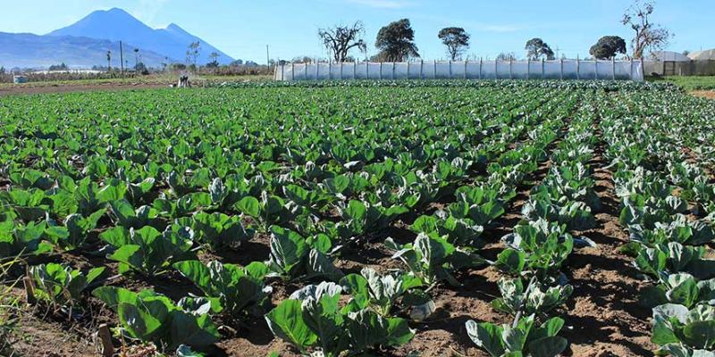 Tome en cuenta las recomendaciones agrícolas ante variables del viento