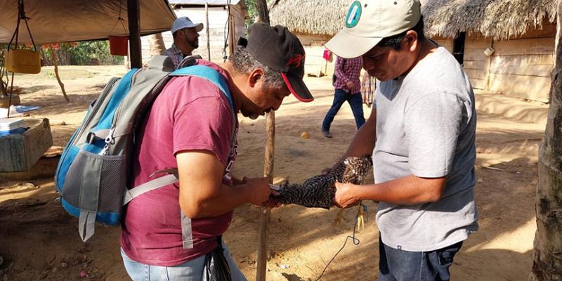 Vacunan aves de traspatio en Petén