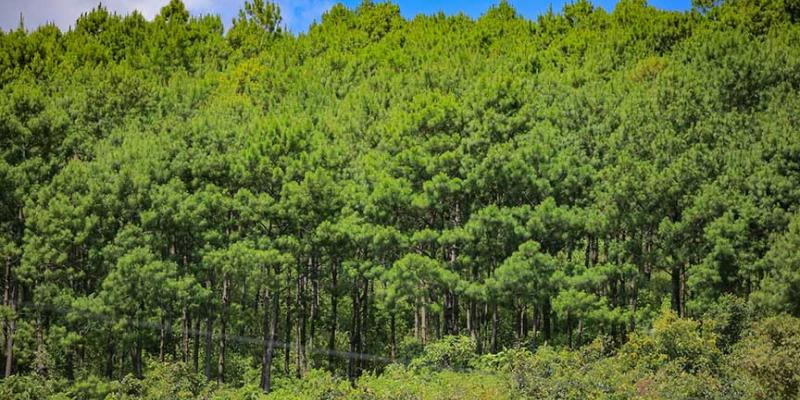 Mujeres promueven conservación de los bosques de Petén