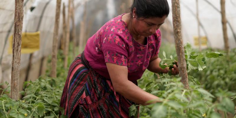 Fortalecerán agricultura familiar en San Antonio Palopó