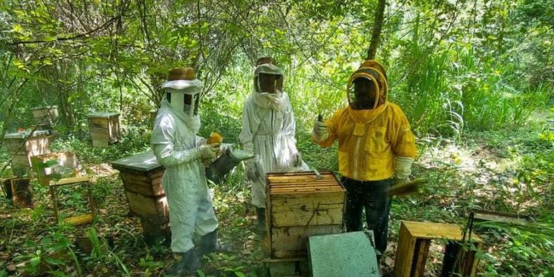 Mejoran calidad de miel en San Andrés, Petén