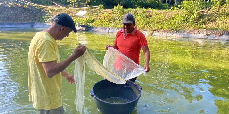 Crece producción de alevines en Petén