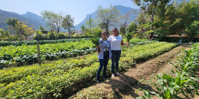Diversifican cultivos familiares en Santo Domingo Las Flores, Huehuetenango 