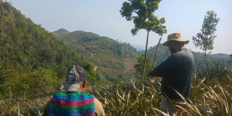 Fortalecen producción de piña en Petén 