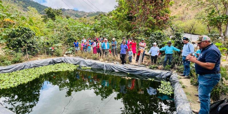 Impulsan producción de tilapia en el corredor seco