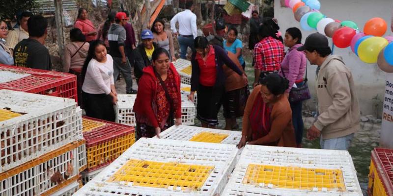 Impulsan la producción avícola en Cuilco, Huehuetenango