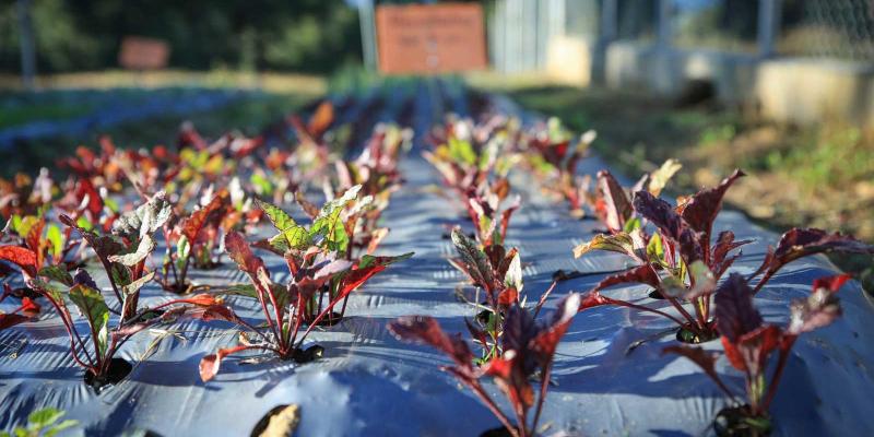 Inauguran Escuela Técnica de Campo para la Alimentación Escolar en Retalhuleu